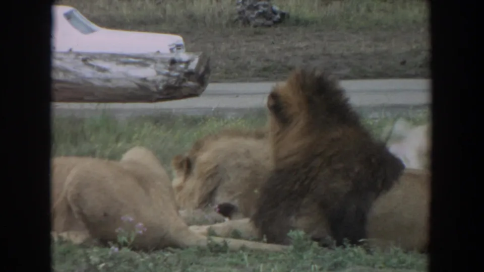1974 Irvine, California frame of a maned lion among lionesses in a grassy enclosure, with 1970s cars on a road behind them.