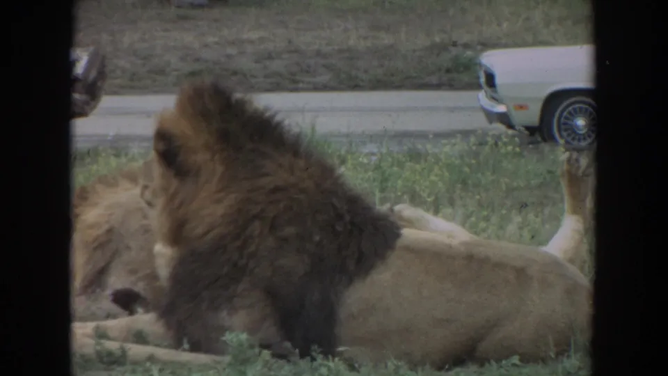 Close 8mm frame from 1974 Irvine showing a maned lion lying in grass near another lion, with a period car partly visible behind.