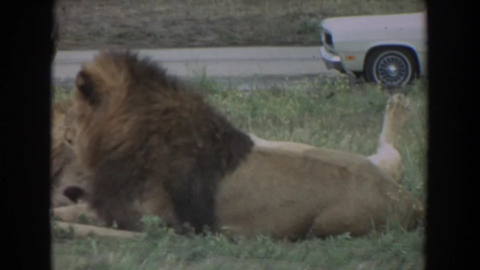 1974 Irvine home-movie frame showing a maned lion reclining in a grassy enclosure with another lion and a 1970s car behind.