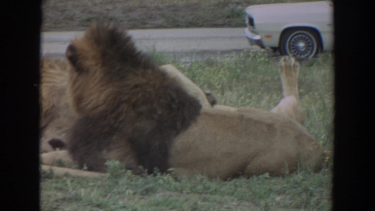 Lion reclining on grass with a partial car visible behind it.