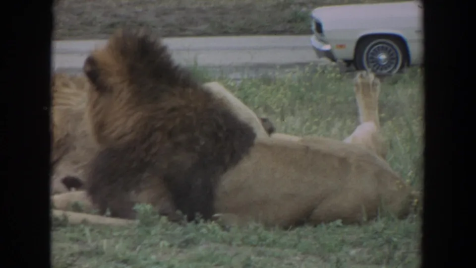 1974 Irvine home-movie frame showing a lion resting on grass, seen through dark foreground bars, with part of a period car in the background.