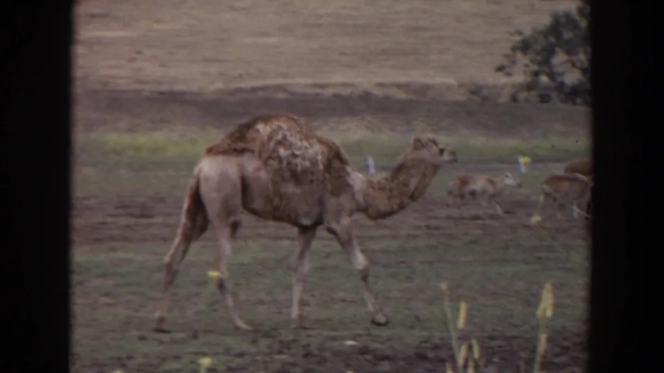 1974 Irvine frame of a brown camel walking across mixed grass and bare ground, with small distant animals near the right edge.