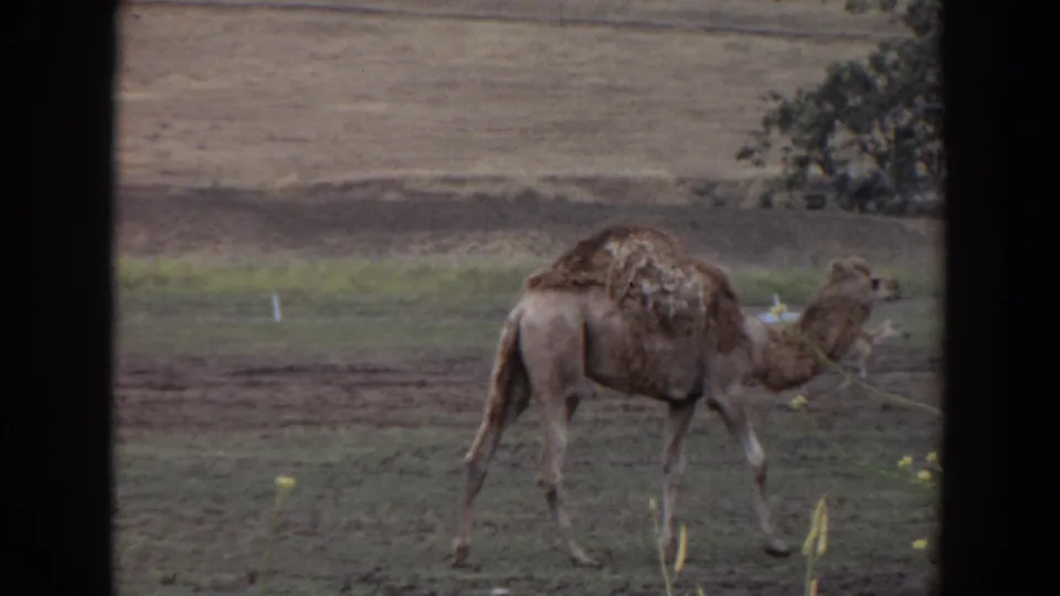 1974 Irvine home-movie frame showing the camel mid-stride across a grassy enclosure, with bare ground and a tree branch in the background.