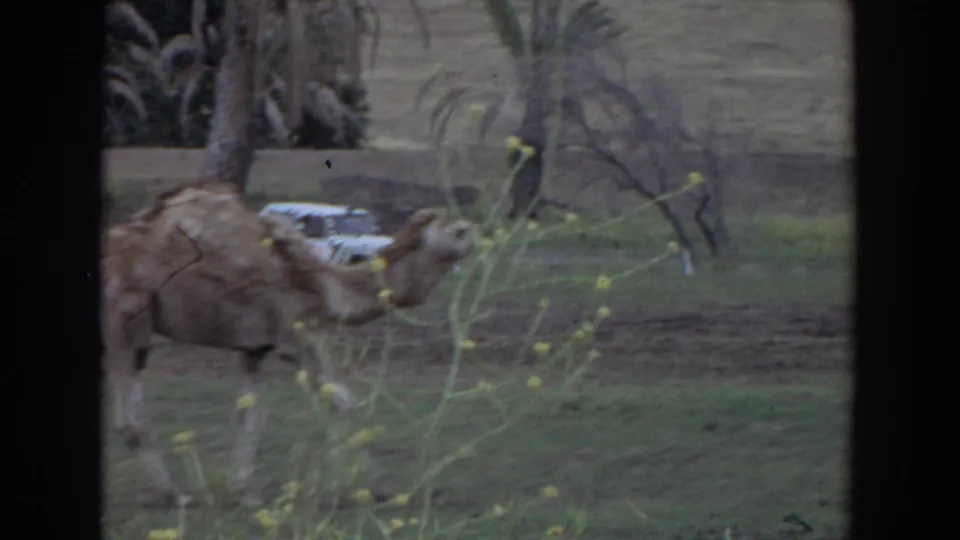 A camel walks across a grassy Irvine field in 1974 home-movie footage, with a white car briefly visible in the background.