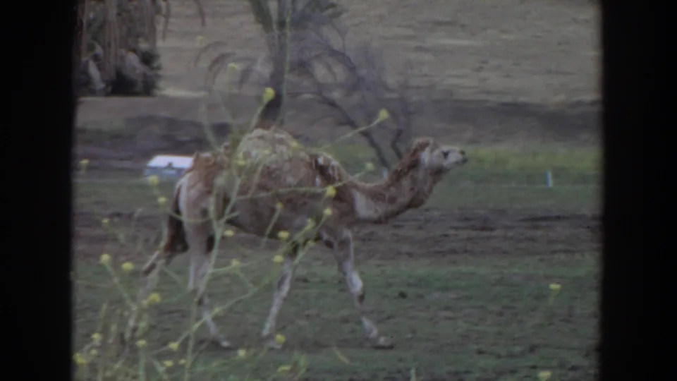 The camel continues walking left to right through an open grassy field, partly screened by thin branches with small yellow blossoms.