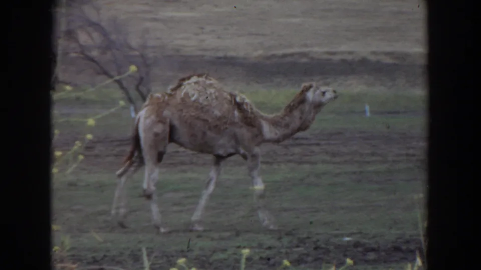 A side view shows the camel walking across grass in the 1974 Irvine clip, with muted 8mm color and dark contact-sheet borders.