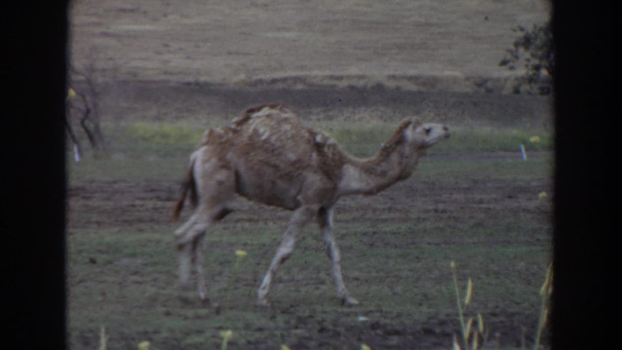 In 1974 Irvine home-movie footage, a shedding dromedary camel moves left to right across a muted grassy field.