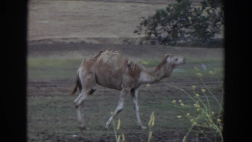 The dromedary camel continues across the Irvine field, with sparse grass and distant trees visible beyond the window-like frame.