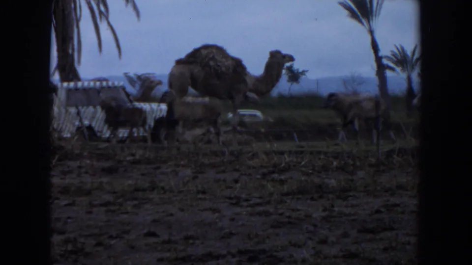 A camel and several sheep appear in a fenced Irvine field, with palm trees and a blue sky visible in the Super 8 frame.