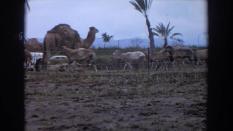 The final 1974 Irvine frame shows a camel behind a small sheep herd inside a fenced field, with palms and distant landscape beyond.
