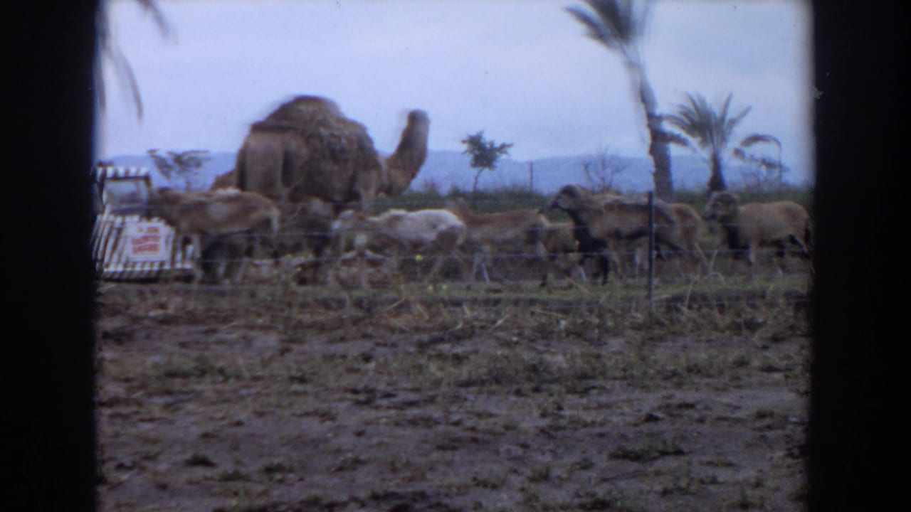 1974 Irvine 8mm frame of camels and smaller livestock moving behind a wire fence in a palm-dotted animal setting.