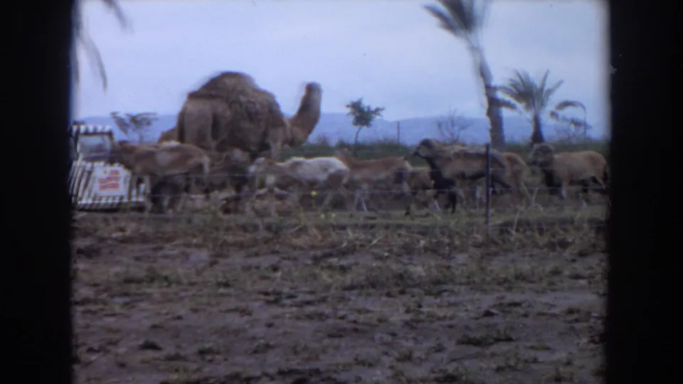1974 Irvine 8mm frame of camels and smaller livestock moving behind a wire fence in a palm-dotted animal setting.
