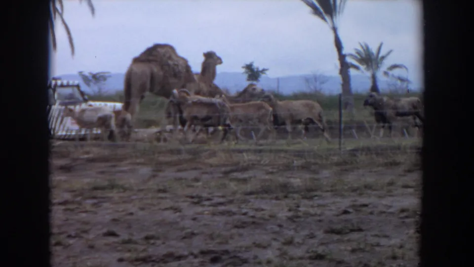 1974 Irvine home-movie frame with a camel, grazing livestock, fence line, palms, distant hills, and part of a themed vehicle.
