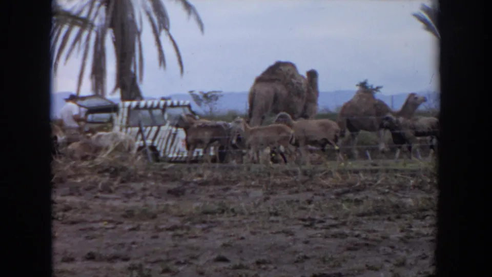 1974 Irvine 8mm frame showing camels, sheep or goats, a zebra-canopy vehicle, fencing, palms, and distant hills.