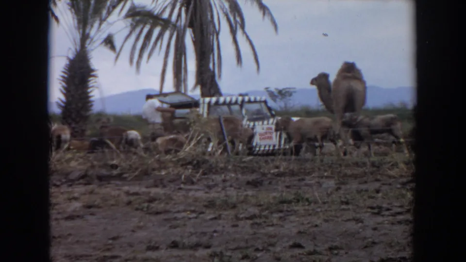 1974 Irvine home-movie frame with camel, livestock, striped safari-style vehicle, palms, fence, sign, and distant hills.
