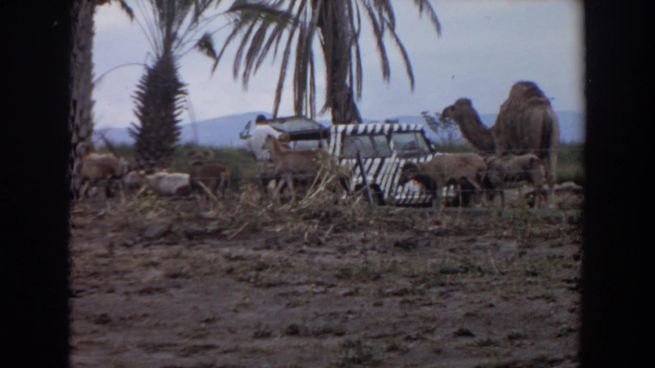 Camels and small animals gather near a zebra-striped vehicle under palm trees.