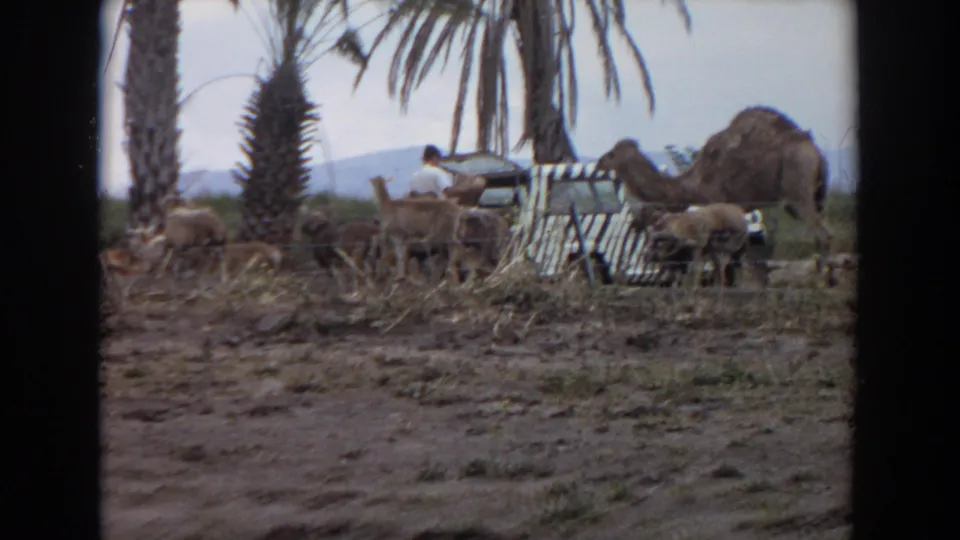 In the 1974 Irvine footage, a man stands near a zebra-striped vehicle while camels and smaller animals move through the enclosure.