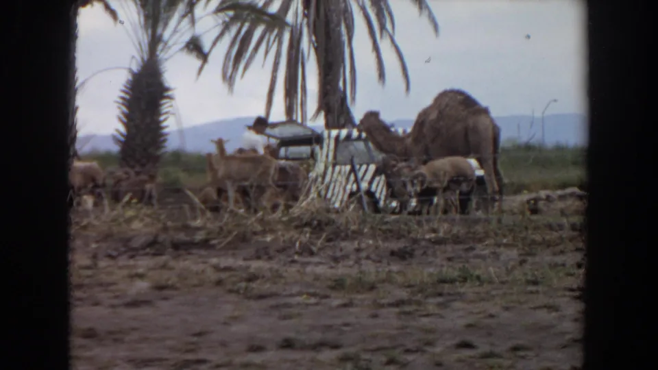 Camels and smaller animals surround the zebra-striped vehicle in the Irvine animal park footage, with palm trunks and hills behind them.