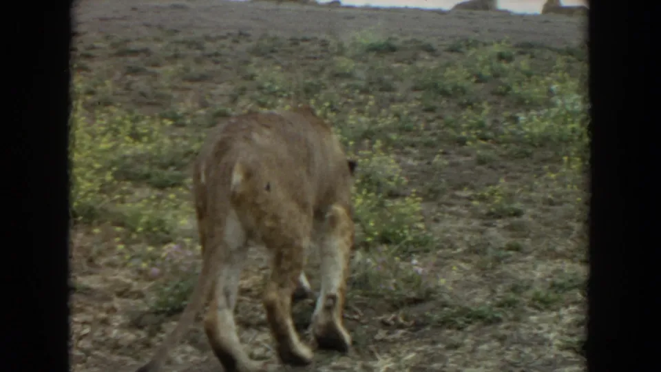 A lion walks away through dry, patchy terrain, forming a separate enclosure cutaway in the 1974 Irvine home-movie clip.