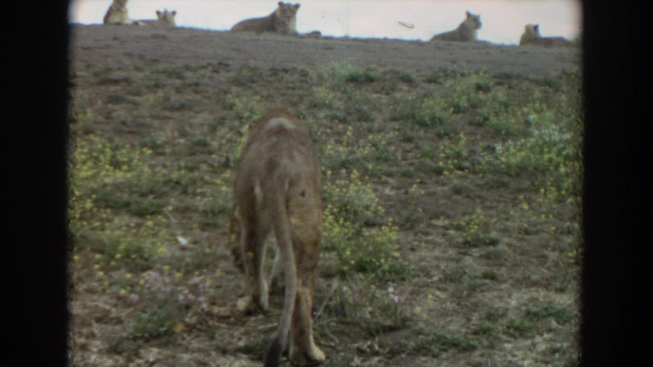 Lioness seen from behind walking up a dry hillside toward resting lions on the ridge.