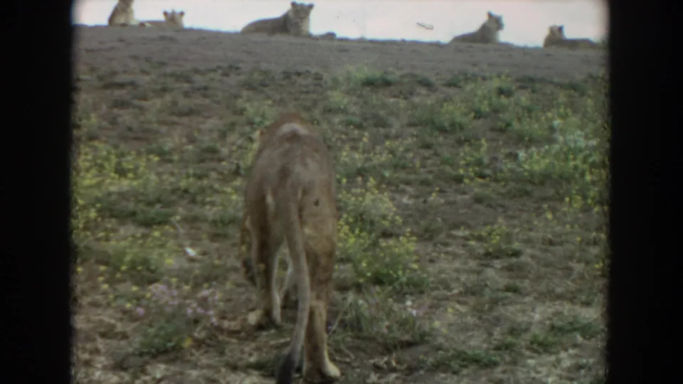 1974 Irvine, California 8mm frame of a lioness walking away uphill toward several resting lions along a dry ridge.