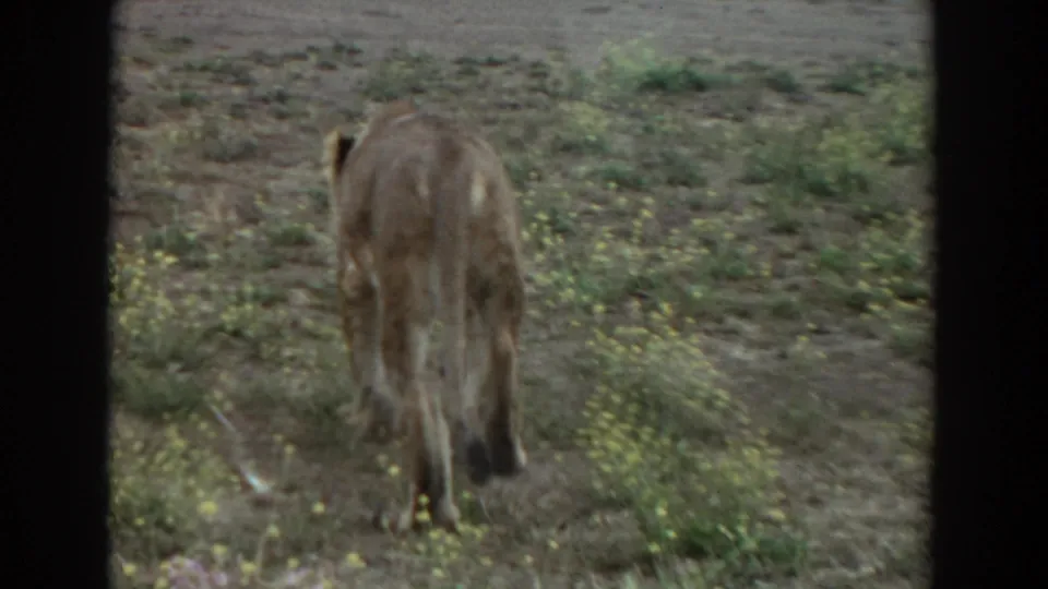 The lioness moves farther up the dry Irvine hillside, framed by dark 8mm borders with resting lions on the ridge line.