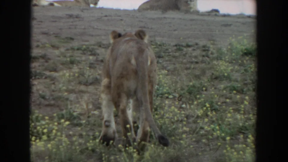 A soft 8mm frame shows the lioness from behind nearing the ridge where other lions rest in the dry California setting.