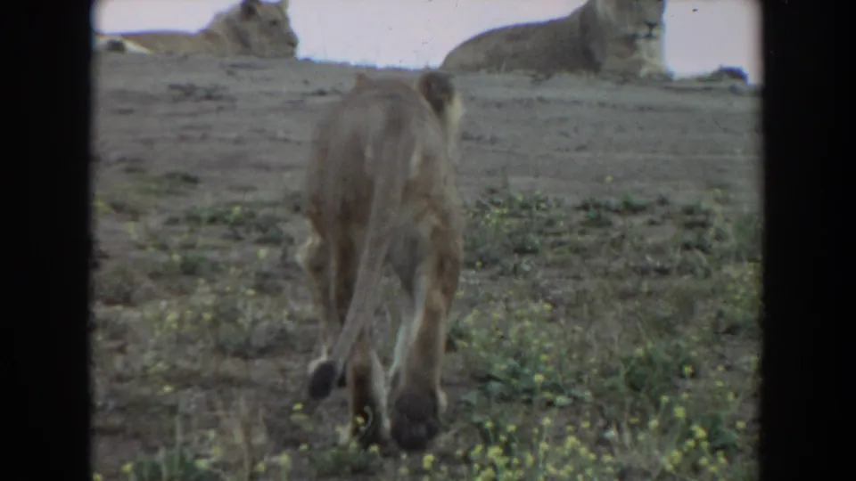 Near the end of the 1974 Irvine 8mm shot, the lioness walks uphill beneath a resting lion stretched along the ridge.