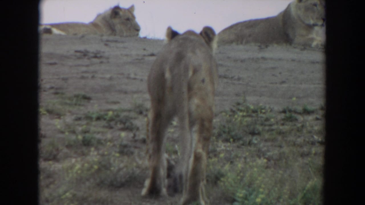 Lioness walks uphill toward two lionesses resting on a dry slope.