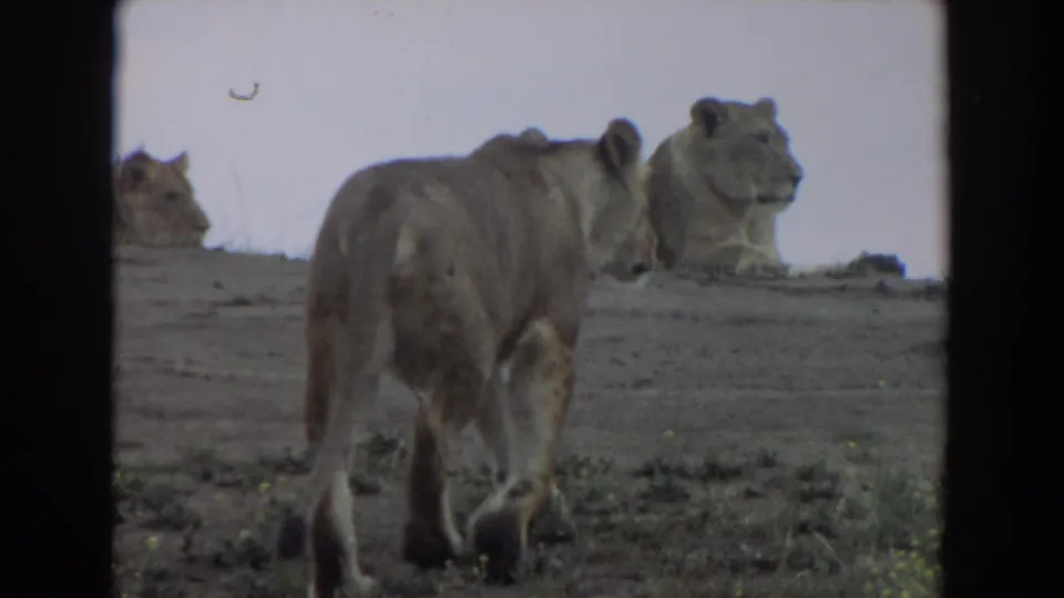 The walking lioness nears a small group of lionesses on the hillside in this 1974 Irvine home-movie frame.