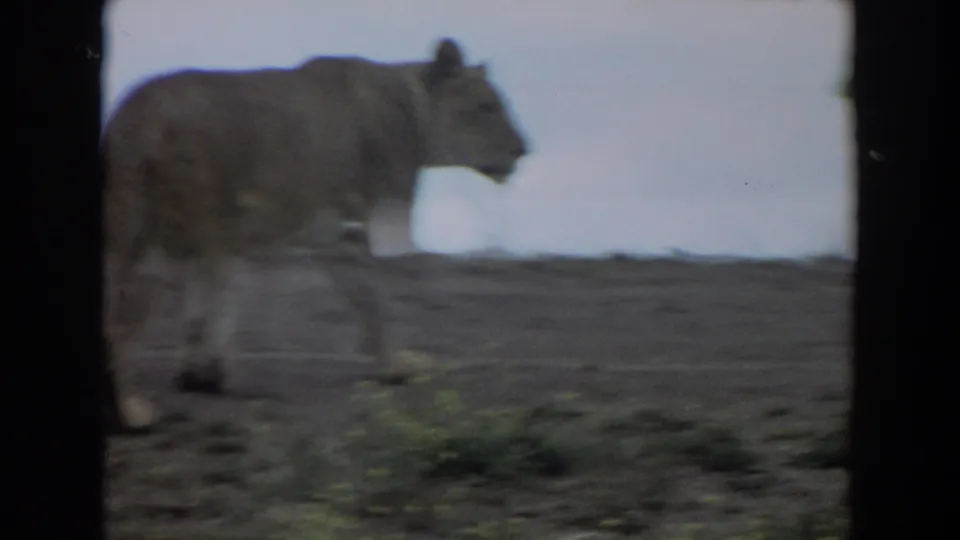 A lioness pauses or walks in profile across the dry slope, with the background largely reduced to hillside and sky.