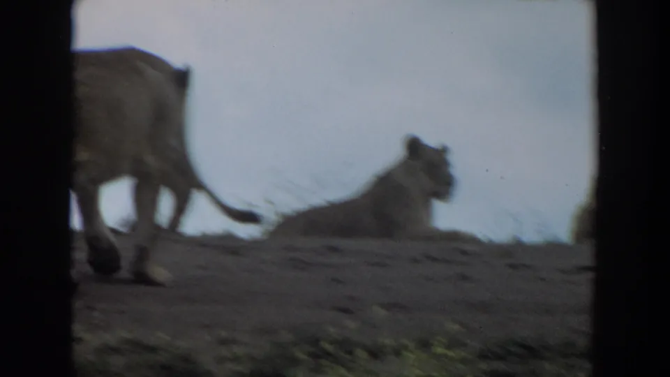 The lioness passes near a reclining lioness on the dry hill, framed by dark contact-sheet borders and muted 8mm color.