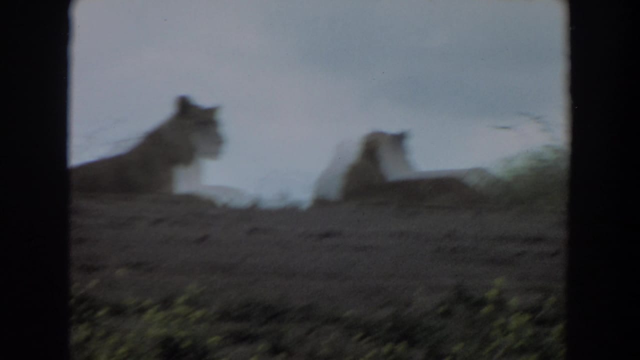 Two lions resting on a dusty hillside behind dark vertical foreground borders.