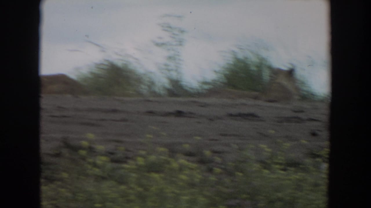 A lion rests on a dusty slope with grass and brush near the horizon.