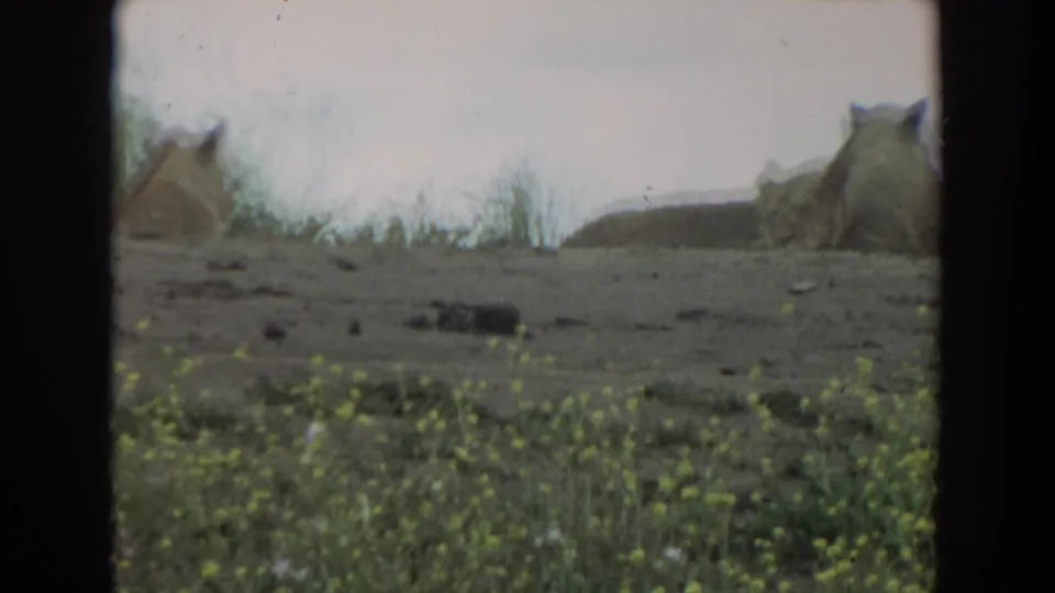 1974 8mm frame from Irvine showing two lions at rest on a dusty hillside above small yellow wildflowers.