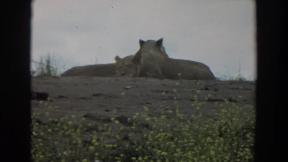 1974 Irvine frame showing two lions resting side by side on a muted hillside with sparse grass and overcast light.