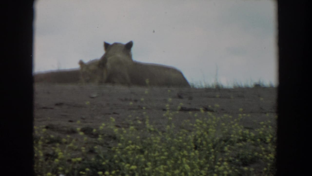 Two mountain lions resting on a rocky slope behind dark 8mm frame borders.