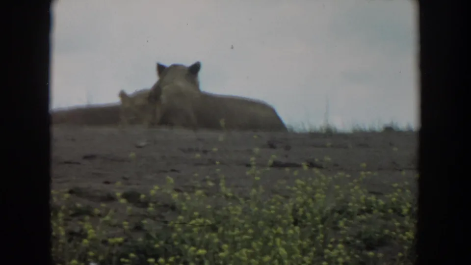 1974 Irvine 8mm frame showing mountain lions resting on a rocky hillside with sparse grasses and an overcast sky.
