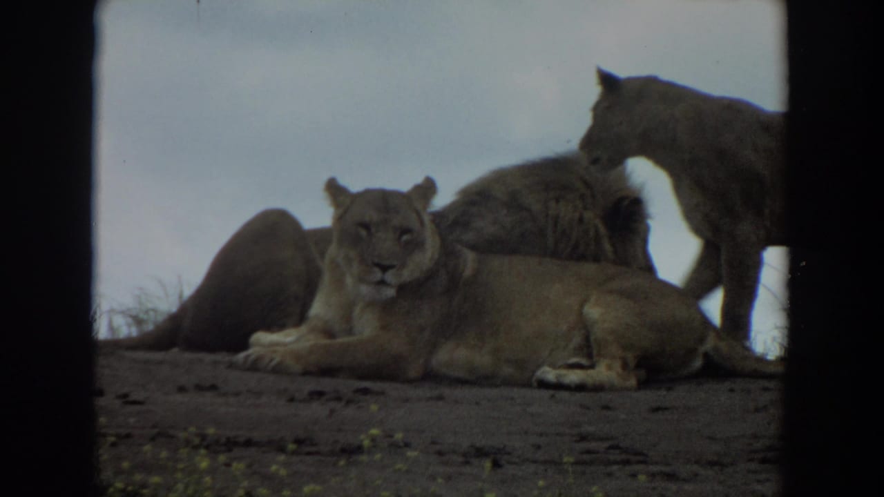 Mountain lion lying in front while other cats rest and stand behind it.