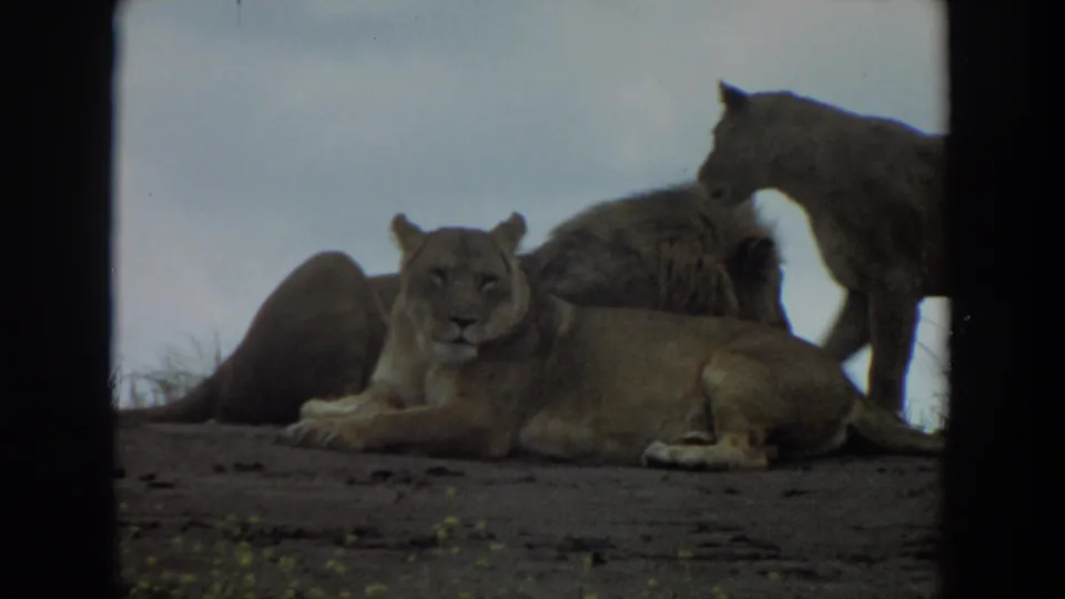 1974 Irvine 8mm frame with a mountain lion facing the camera as other mountain lions lounge and stand nearby.