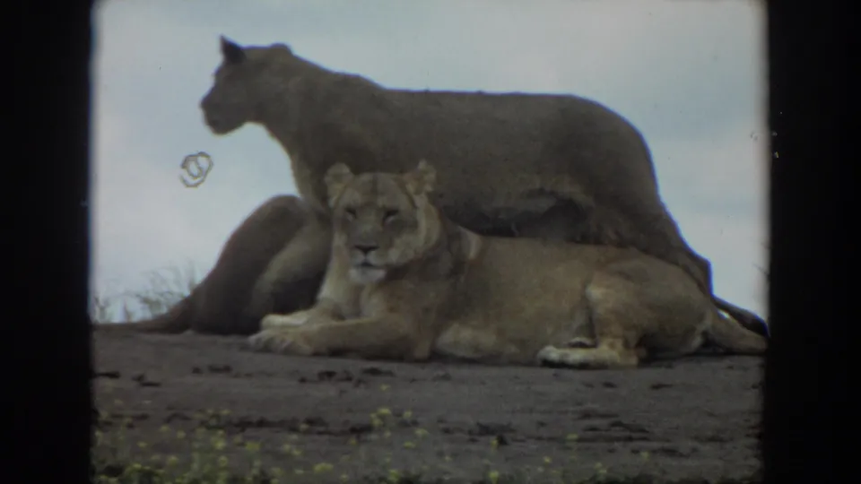1974 Irvine 8mm frame showing one mountain lion standing behind another that lies facing forward on the slope.