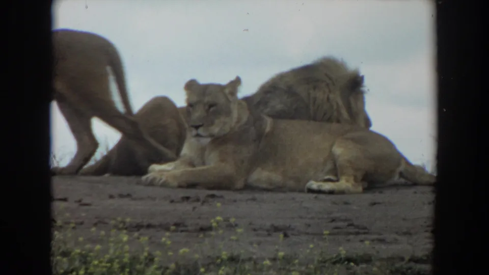 1974 Irvine 8mm frame with a reclining mountain lion in front and additional mountain lions clustered behind on rocky ground.