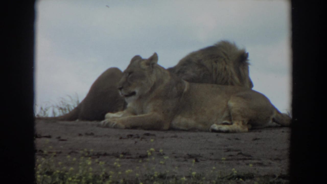 1974 8mm frame from Irvine, California, showing a male lion behind a lioness as both rest on open dusty ground.