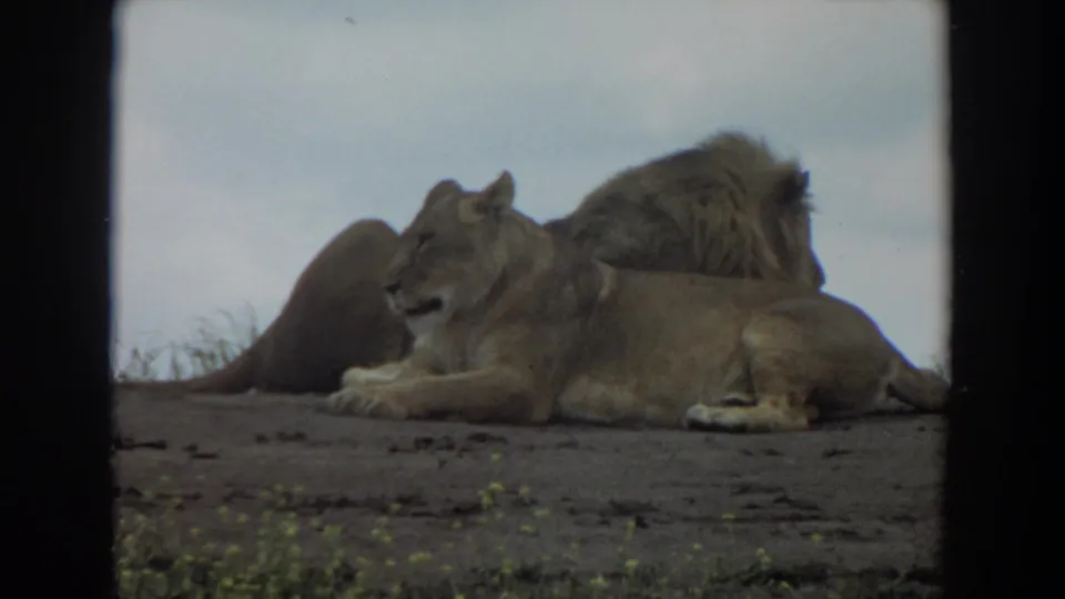 1974 8mm frame from Irvine, California, showing a male lion behind a lioness as both rest on open dusty ground.