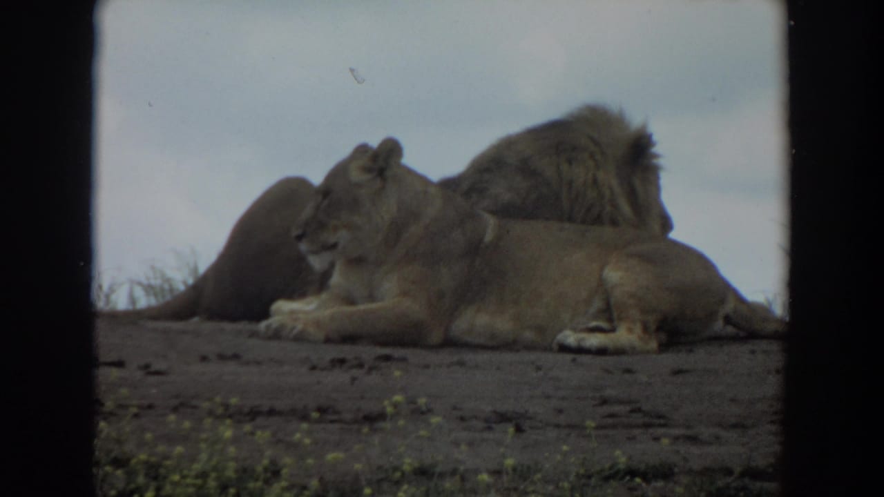 Lioness lying in front of a male lion on a dusty plain with low plants.