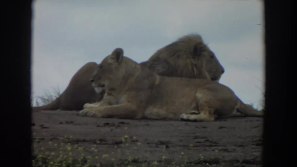 1974 Irvine 8mm frame showing the lioness turned slightly forward while the male lion rests behind her on bare ground.