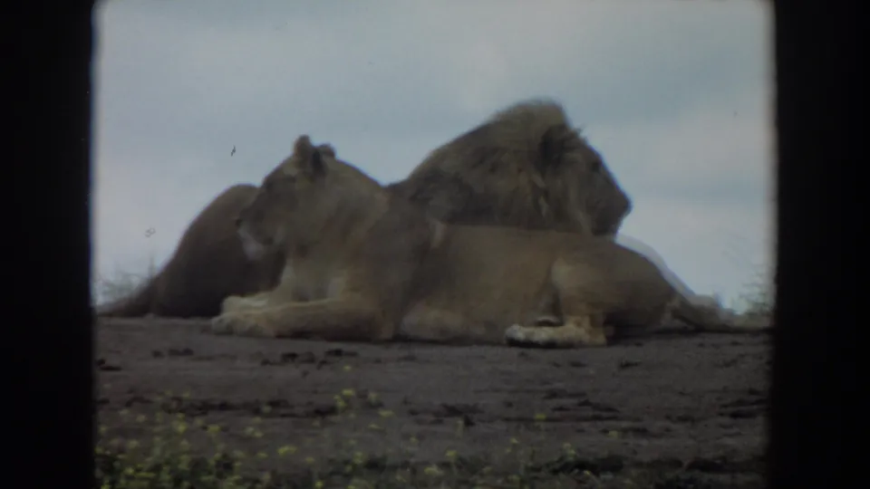 1974 8mm wildlife frame from Irvine, California, showing the lioness prone and the male lion close behind in muted color.