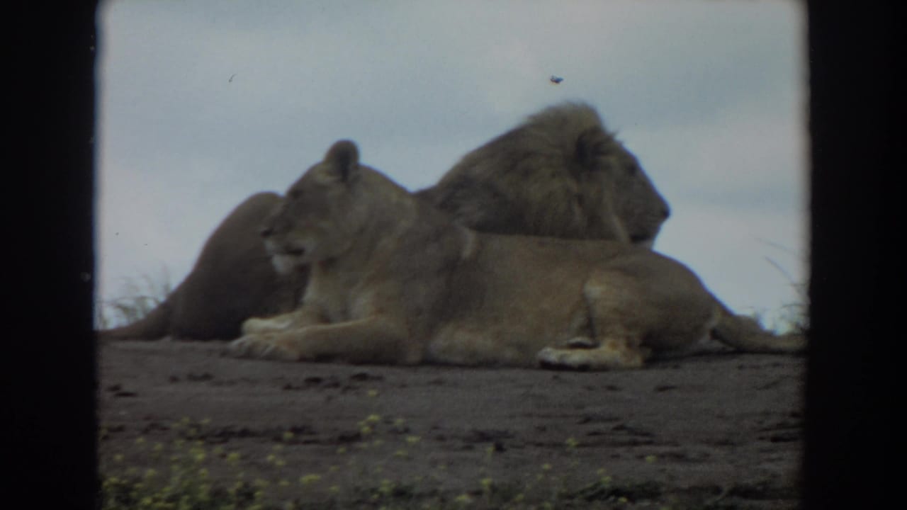 1974 Irvine 8mm frame showing a male lion and lioness resting side by side on bare dirt in an open enclosure.