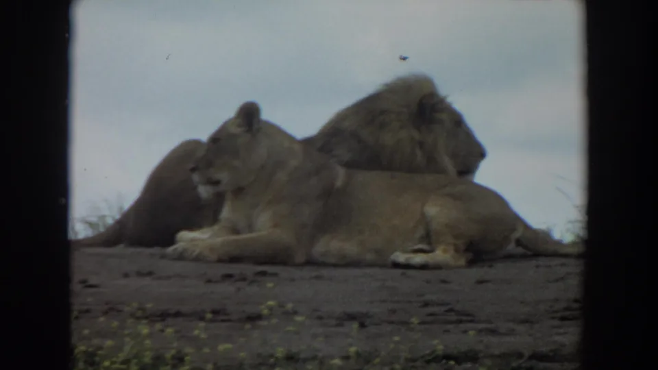 1974 Irvine 8mm frame showing a male lion and lioness resting side by side on bare dirt in an open enclosure.