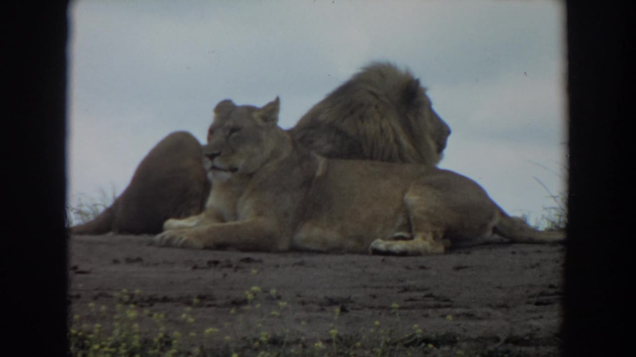 Lioness facing a reclining male lion on a dirt mound.